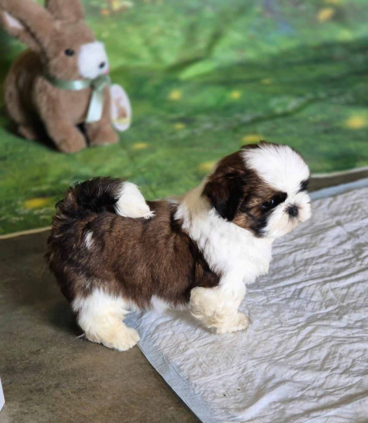 des Pommiers du Pays d'Othe - Chiots disponibles - Shih Tzu