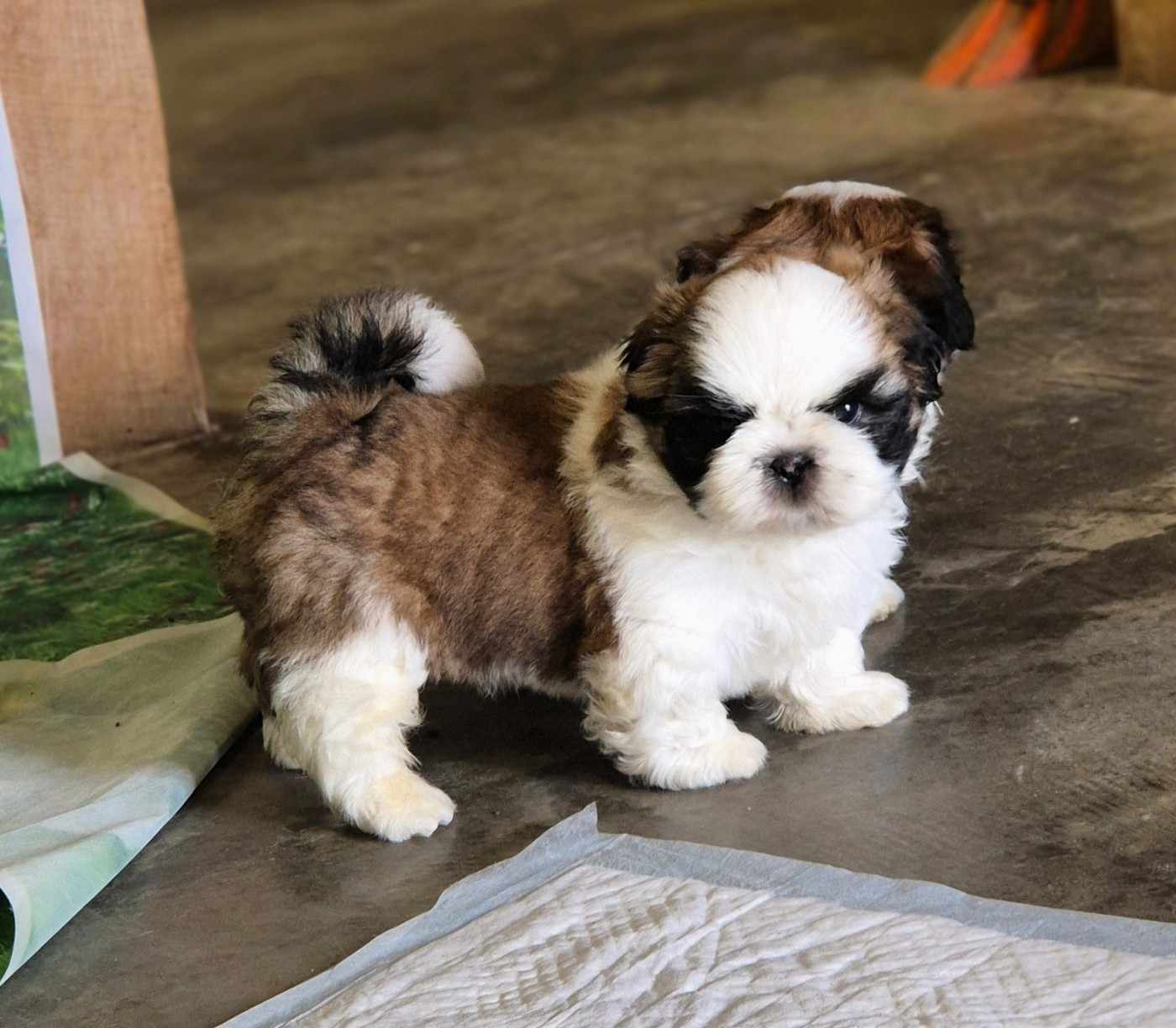 des Pommiers du Pays d'Othe - Chiots disponibles - Shih Tzu