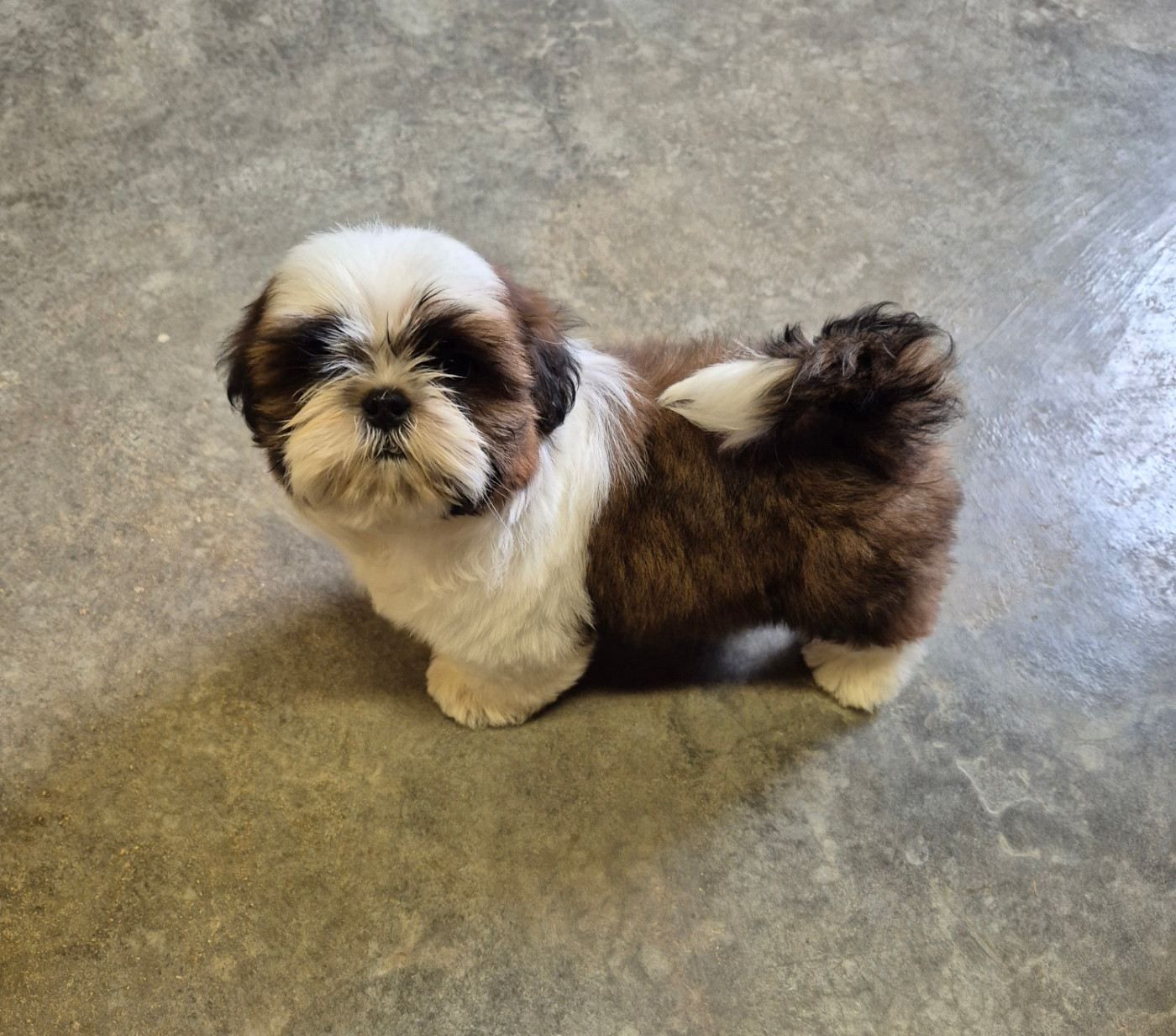 des Pommiers du Pays d'Othe - Chiots disponibles - Shih Tzu