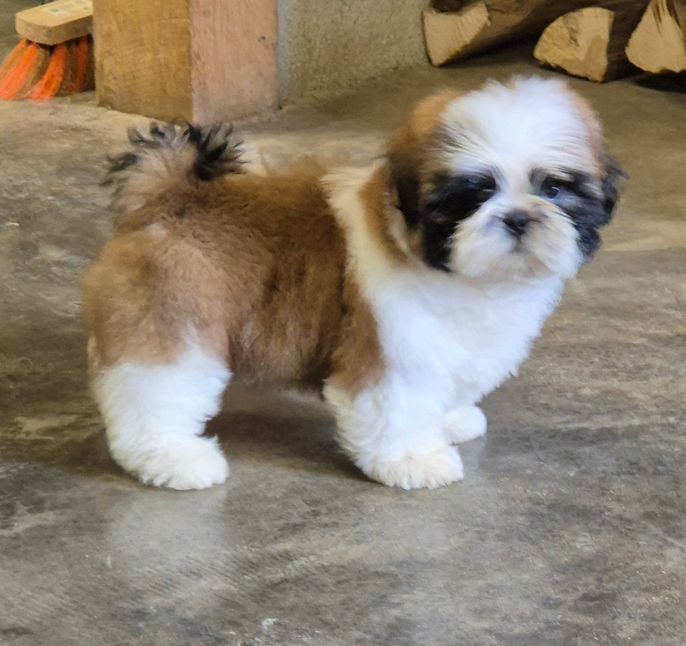 des Pommiers du Pays d'Othe - Chiots disponibles - Shih Tzu