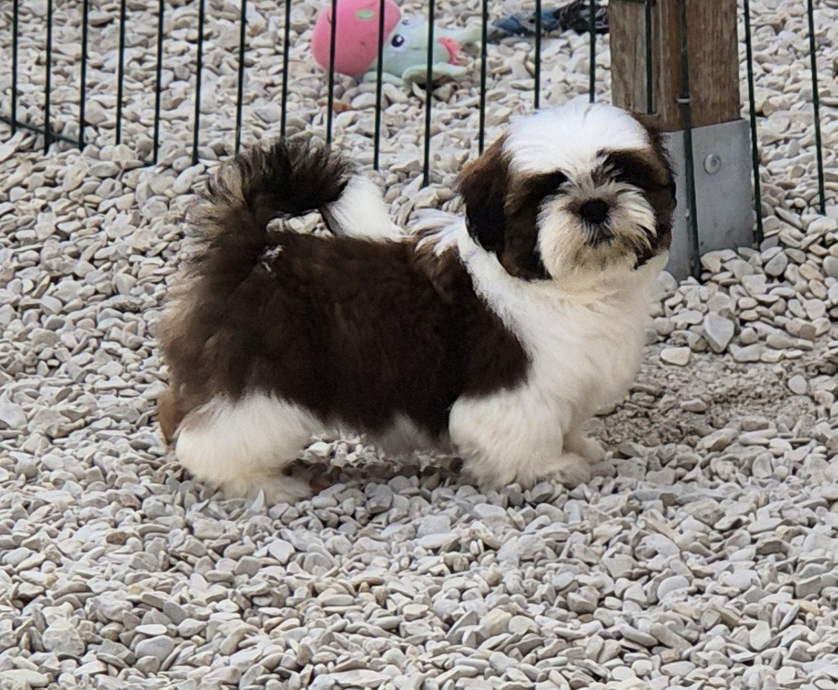 des Pommiers du Pays d'Othe - Chiots disponibles - Shih Tzu
