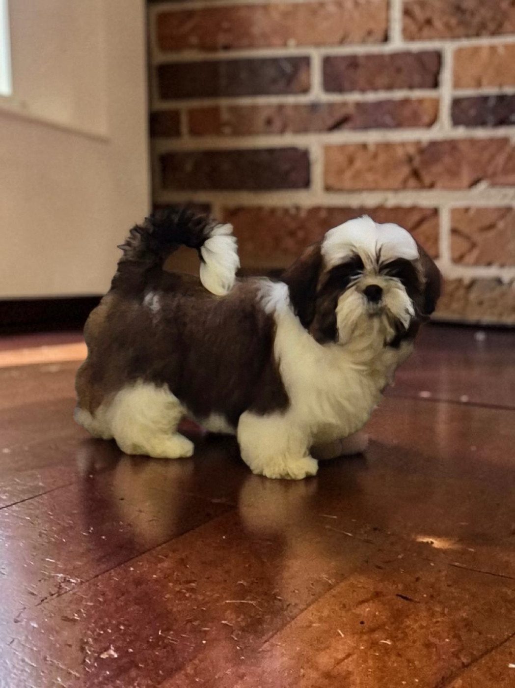 des Pommiers du Pays d'Othe - Chiots disponibles - Shih Tzu