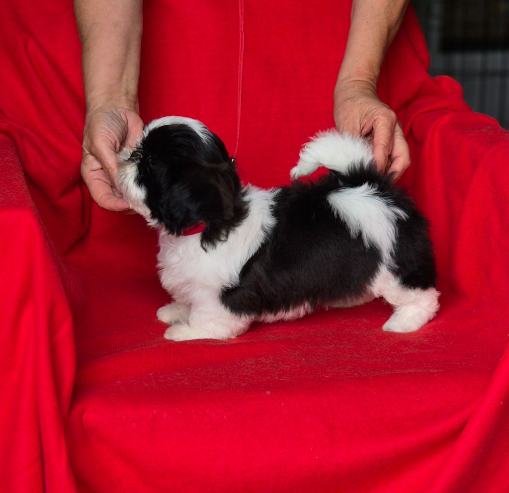 des Pommiers du Pays d'Othe - Chiots disponibles - Shih Tzu