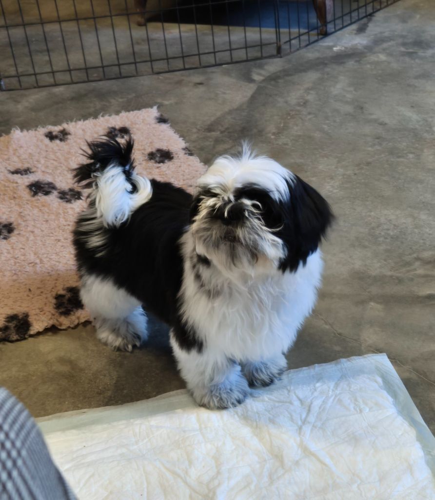 des Pommiers du Pays d'Othe - Chiots disponibles - Shih Tzu