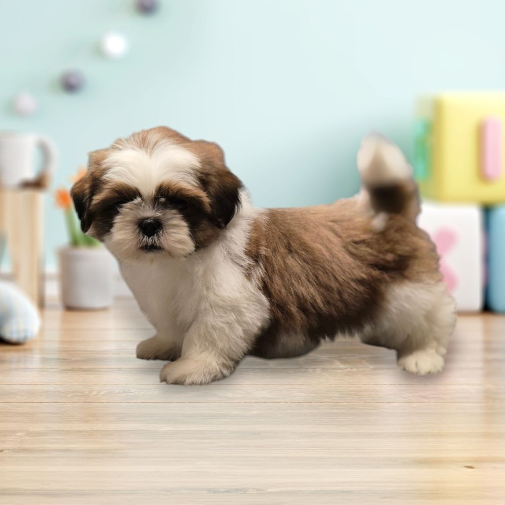 des Pommiers du Pays d'Othe - Chiots disponibles - Shih Tzu