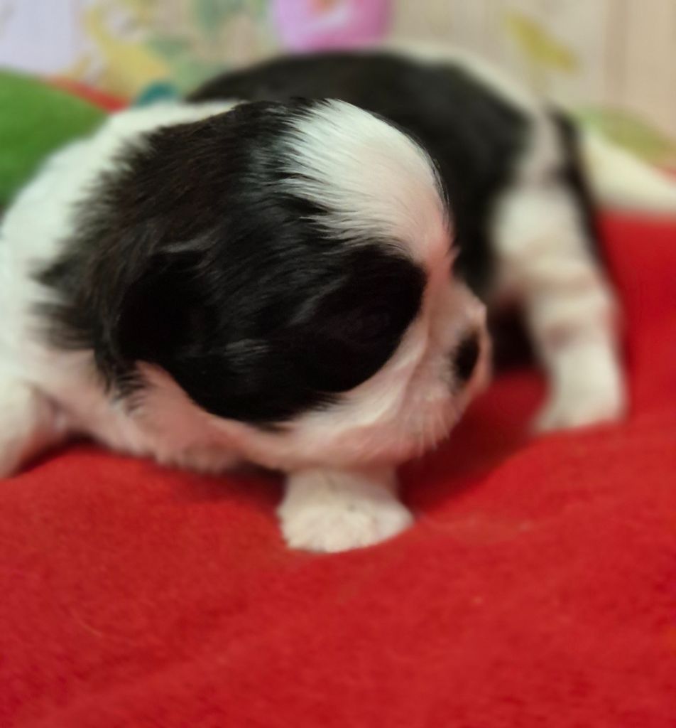 des Pommiers du Pays d'Othe - Chiots disponibles - Shih Tzu