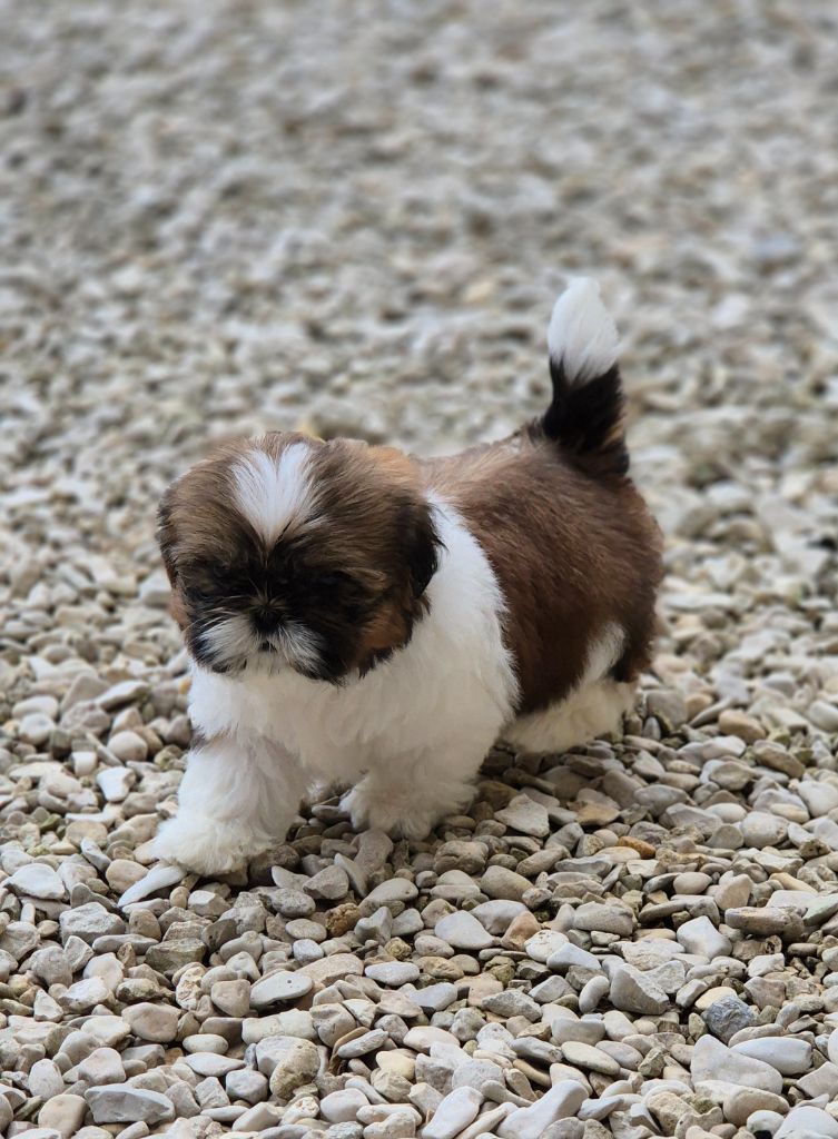 des Pommiers du Pays d'Othe - Chiots disponibles - Shih Tzu