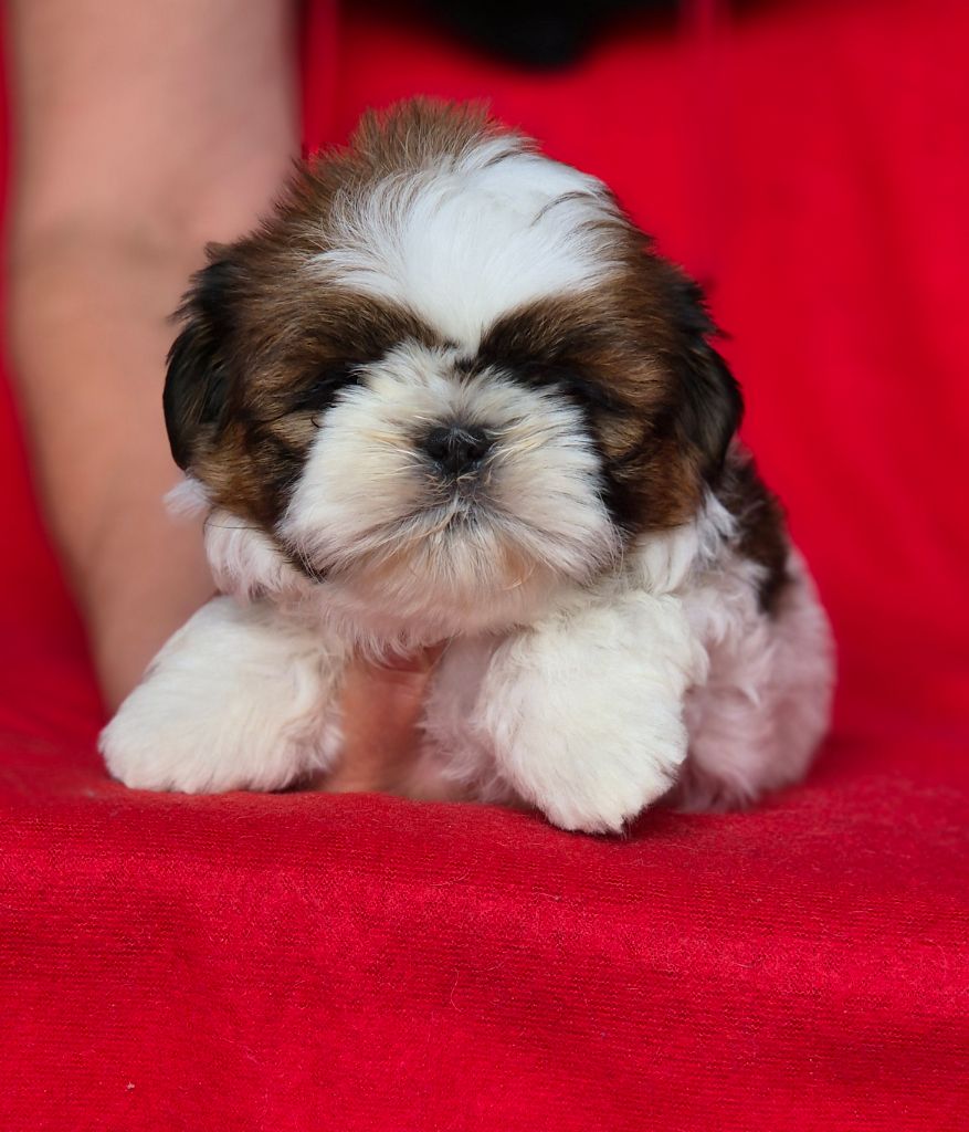des Pommiers du Pays d'Othe - Chiots disponibles - Shih Tzu