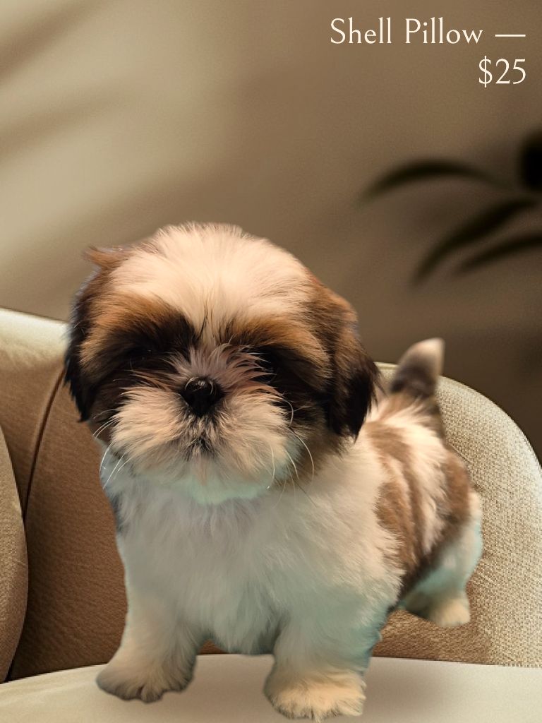 des Pommiers du Pays d'Othe - Chiots disponibles - Shih Tzu