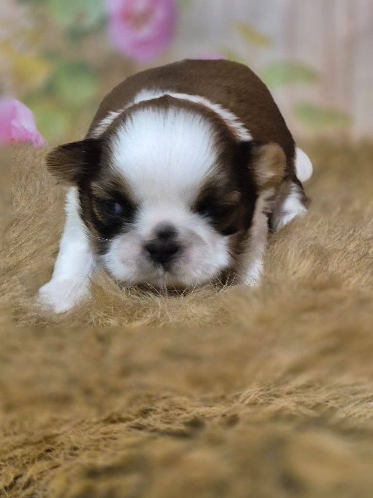 des Pommiers du Pays d'Othe - Chiots disponibles - Shih Tzu