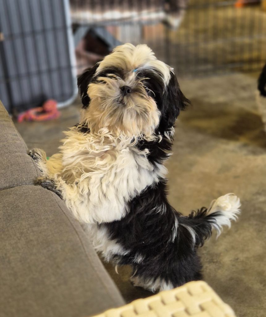 des Pommiers du Pays d'Othe - Chiots disponibles - Shih Tzu