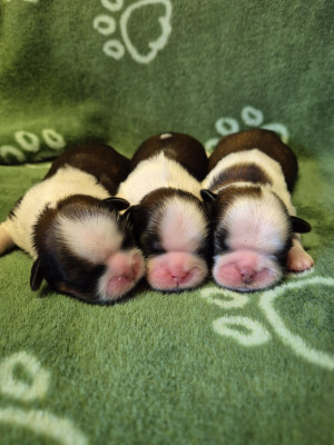 CHIOT 1