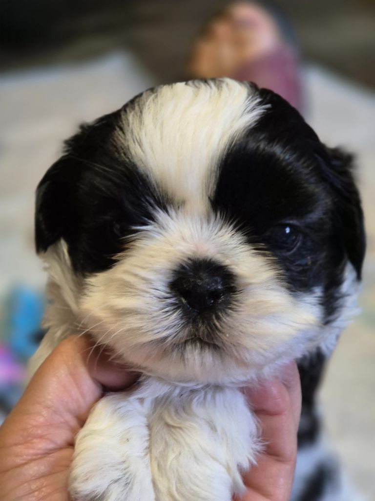 des Pommiers du Pays d'Othe - Chiots disponibles - Shih Tzu
