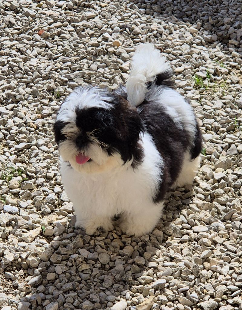 des Pommiers du Pays d'Othe - Chiots disponibles - Shih Tzu