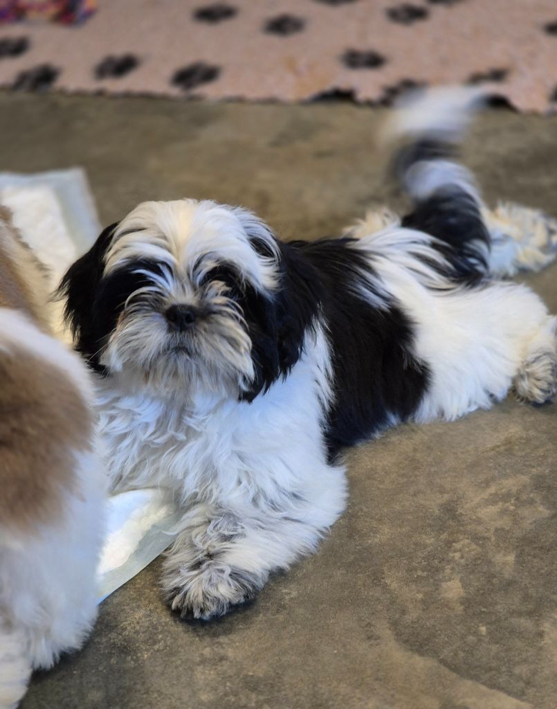 des Pommiers du Pays d'Othe - Chiots disponibles - Shih Tzu