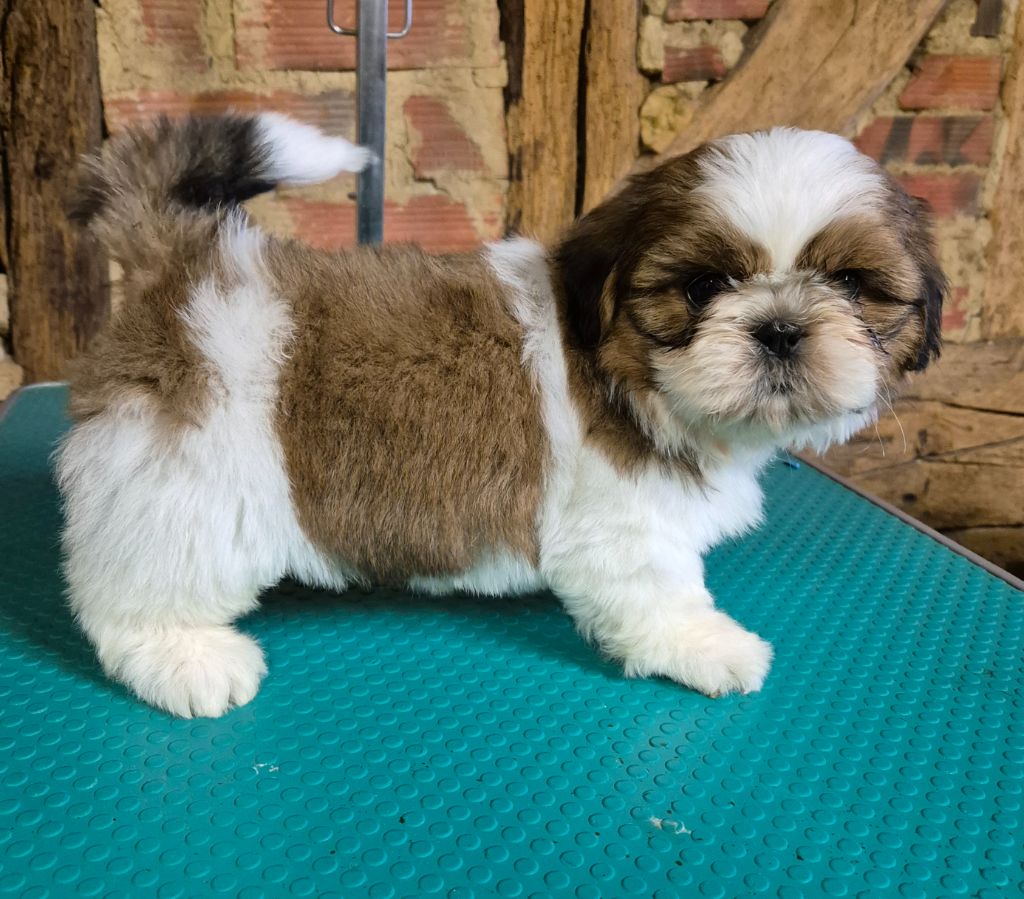 des Pommiers du Pays d'Othe - Chiots disponibles - Shih Tzu