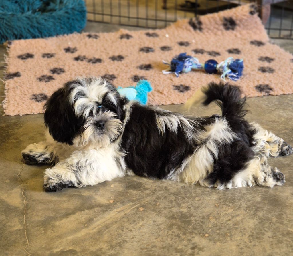 des Pommiers du Pays d'Othe - Chiots disponibles - Shih Tzu