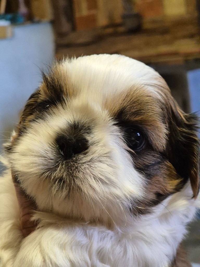 des Pommiers du Pays d'Othe - Chiots disponibles - Shih Tzu