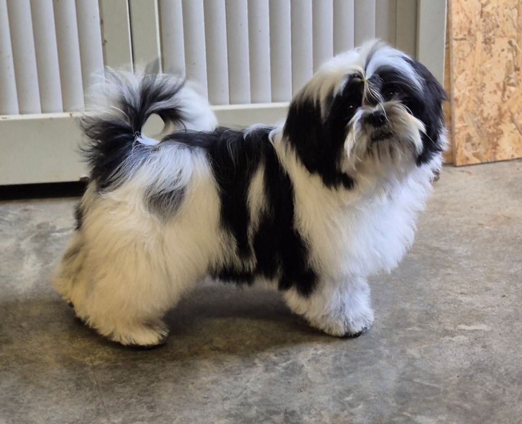 des Pommiers du Pays d'Othe - Chiots disponibles - Shih Tzu